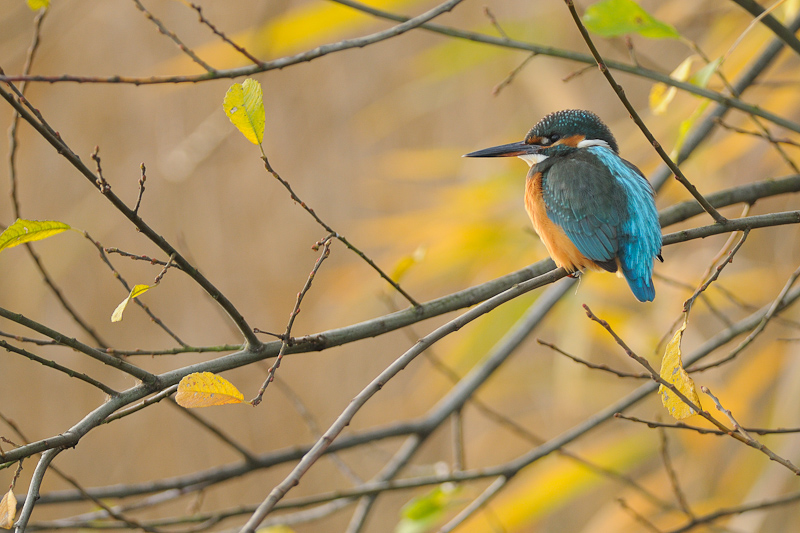 IJsvogel in wilgenstruik; Kingfisher in willow bush