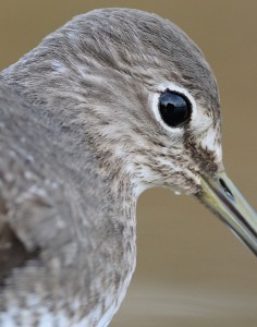 Portret witgatje met spiegeling drijfhut in oog; Portrait Green Sandpiper with reflection of floating hide in eye