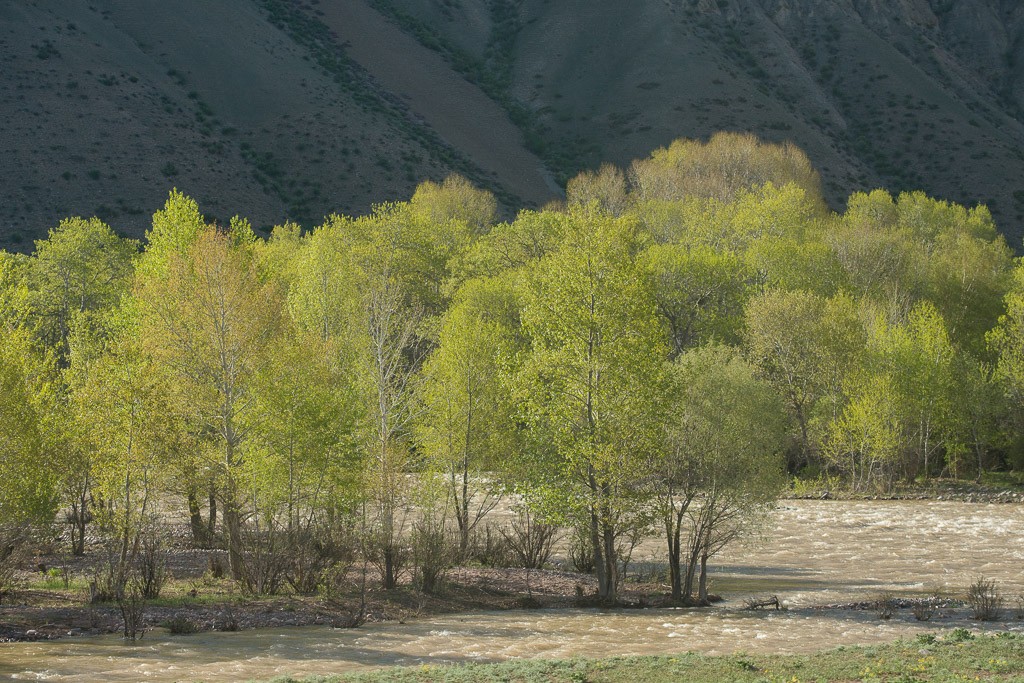 Voorjaar in de bergen (Kirgizië)